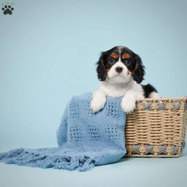 Lily, Cavalier King Charles Spaniel Puppy